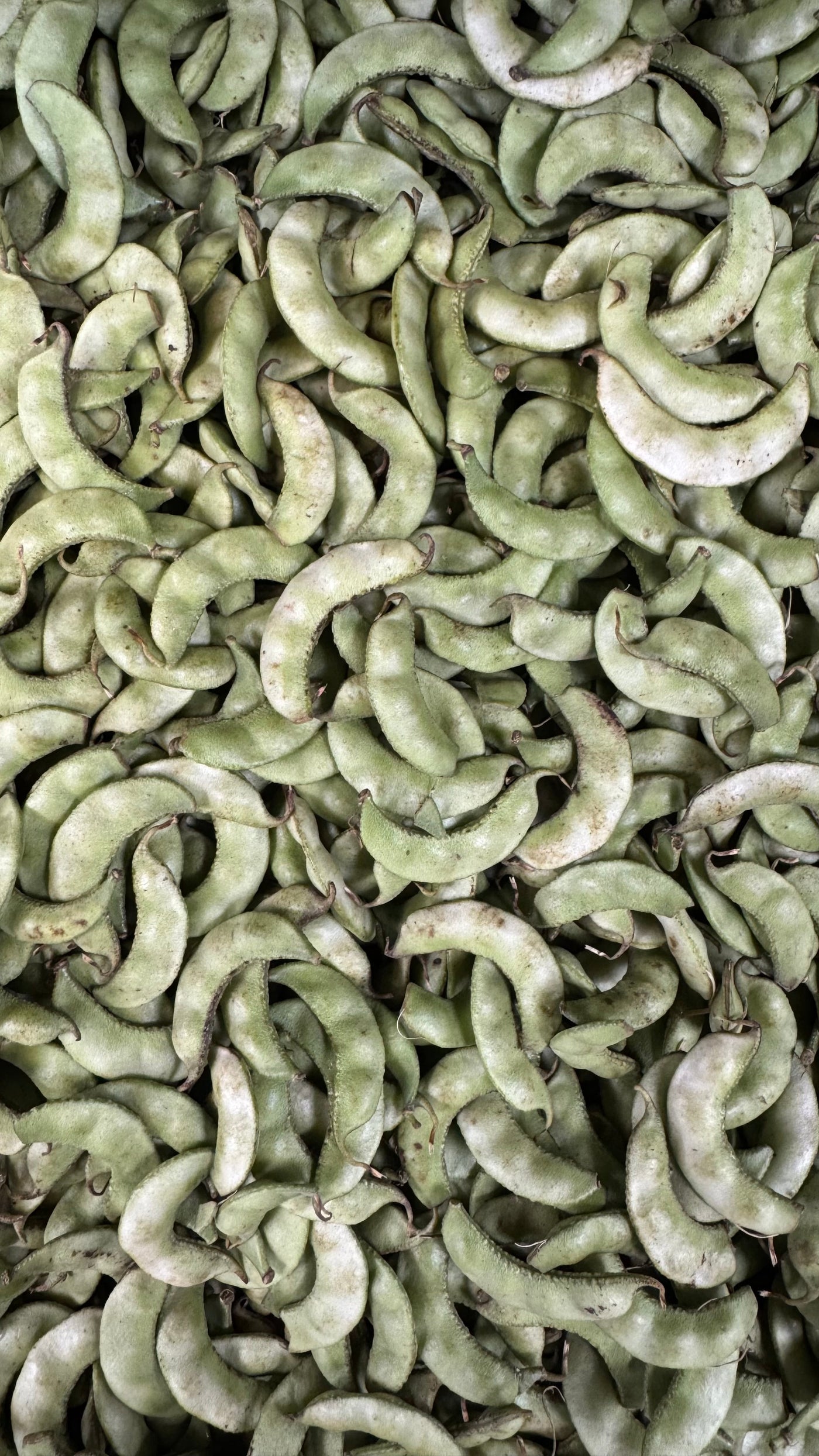 Surti Papdi
