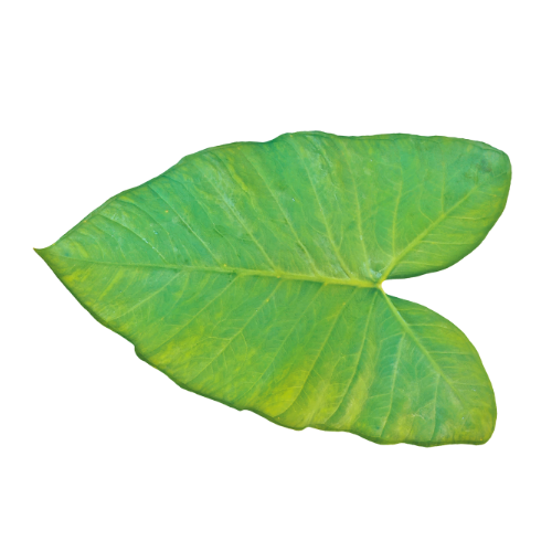 Patra Leaves | Arbi Patta | Aluchi Pana | Chepankizhangu | Chemagadda | Chembu |