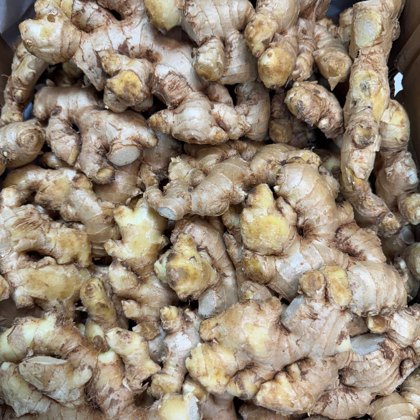 Desi Ginger (Strong)