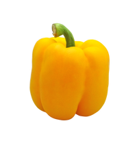 Capsicum Yellow