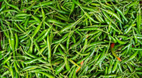 Chillies Green 250g