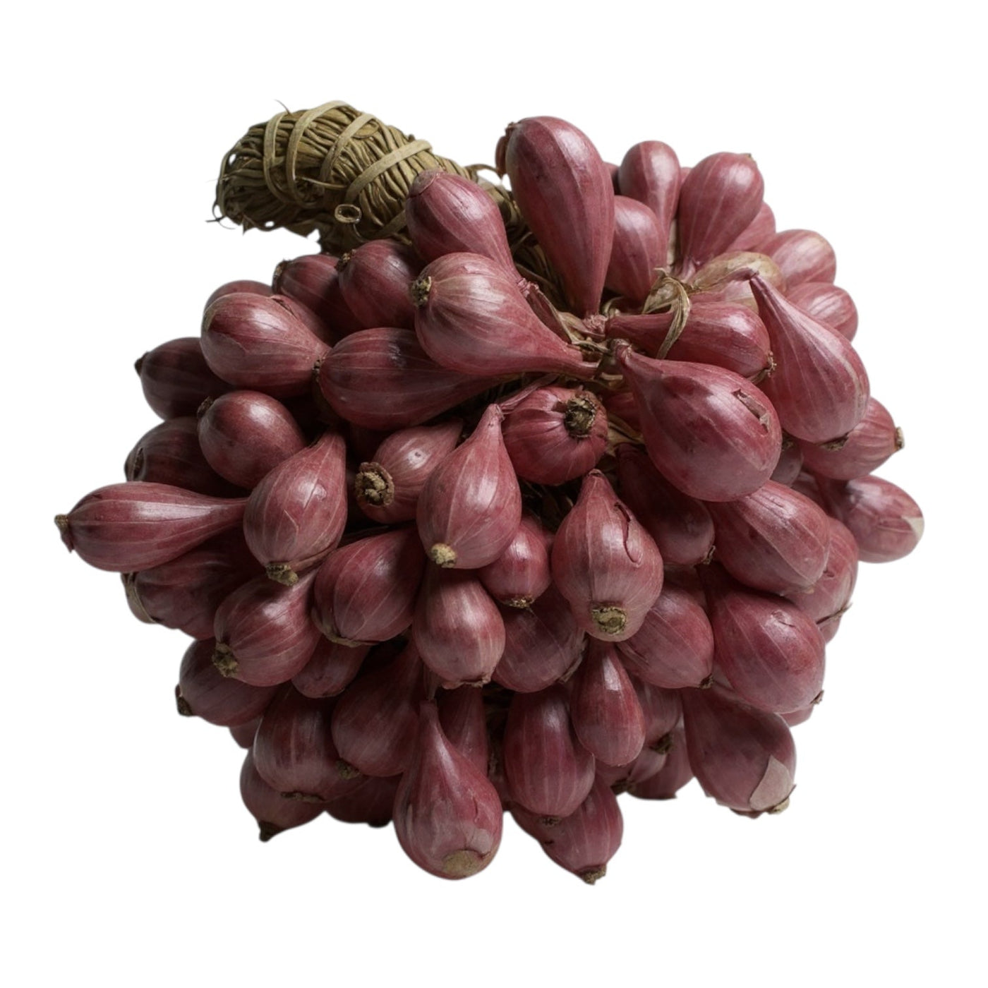 Shallot Onion