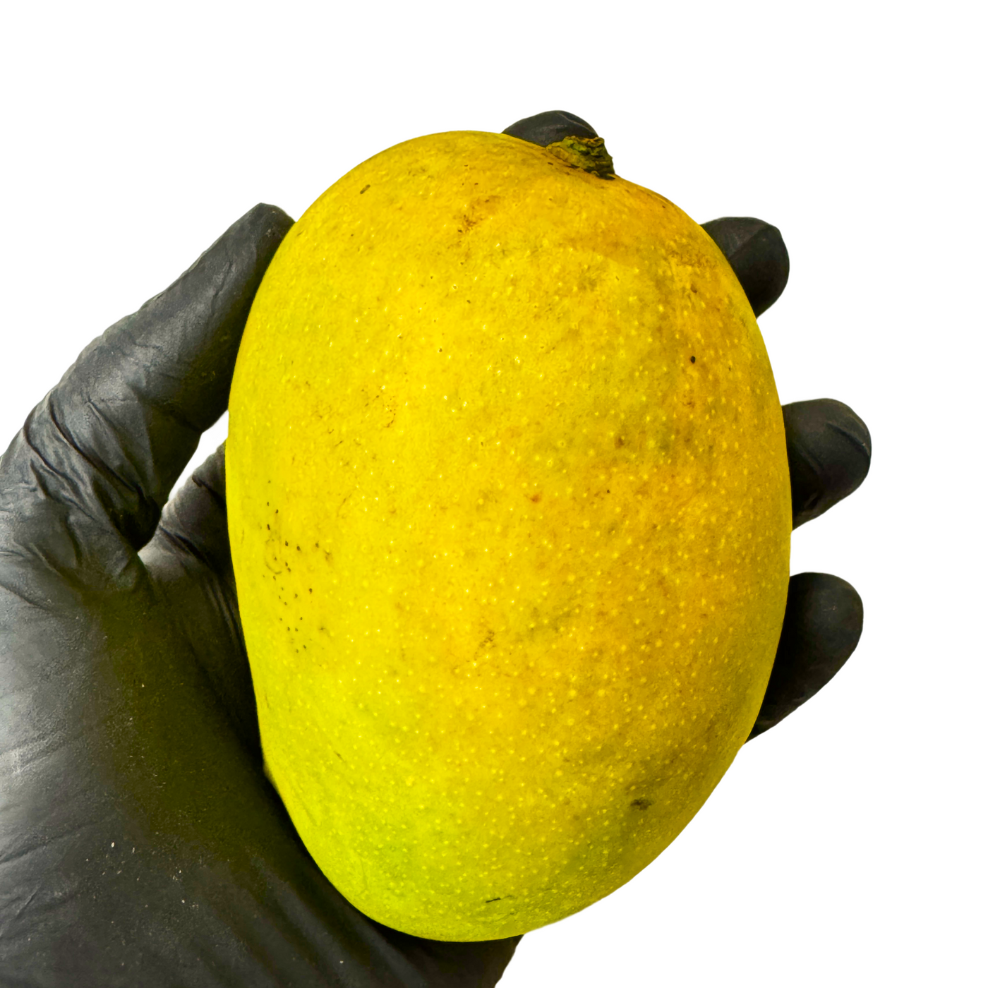 Alphonso Mango 12pcs