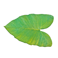 Patra Leaves | Arbi Patta | Aluchi Pana | Chepankizhangu | Chemagadda | Chembu |